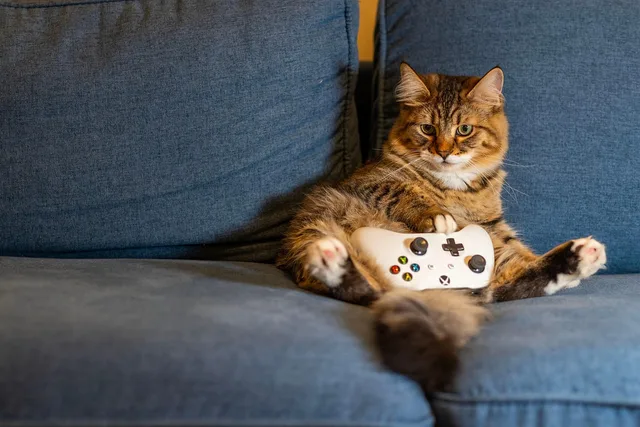 cat, kitten, animal, pet, indoors, nature, gaming, controller, couch. Gaming creator service standards a client can hold you to, and promises to avoid